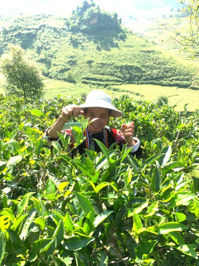 chè Shan tuyết Sính Phình - Tủa Chùa