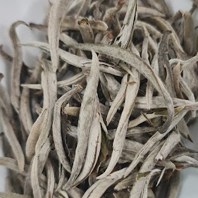 Bạch trà bạc kim Shan tuyết cổ thụ Tủa Chùa