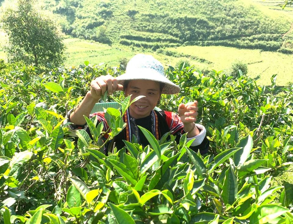 chè Shan tuyết Sính Phình - Tủa Chùa