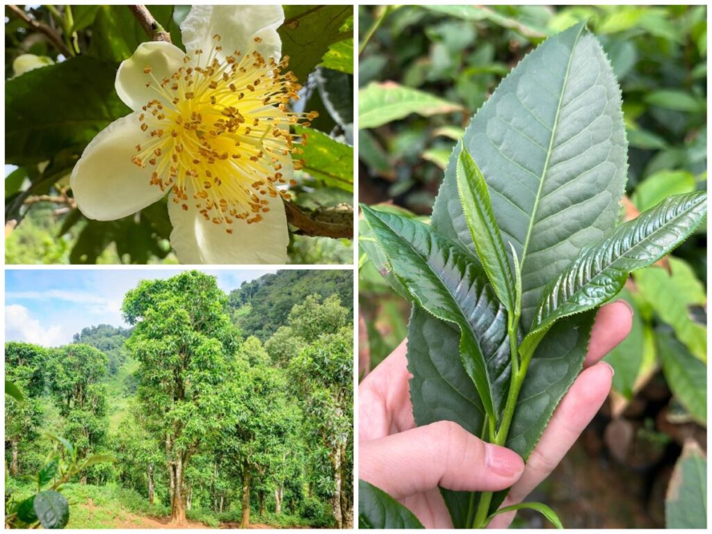 Chè shan tuyết cổ thụ tủa chùa