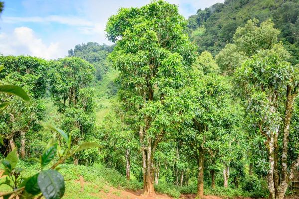nguyên liệu lục trà: cây chè Shan tuyết cổ thụ Tủa Chùa