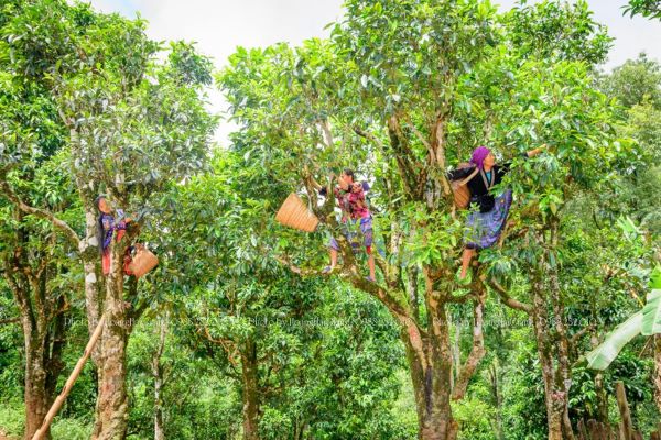 cây chè Shan tuyết cổ thụ Tủa Chùa