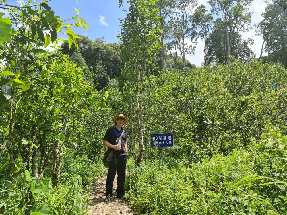cây chè cổ thụ ở thôn Điền Phương - Giang Thành - Vân Nam