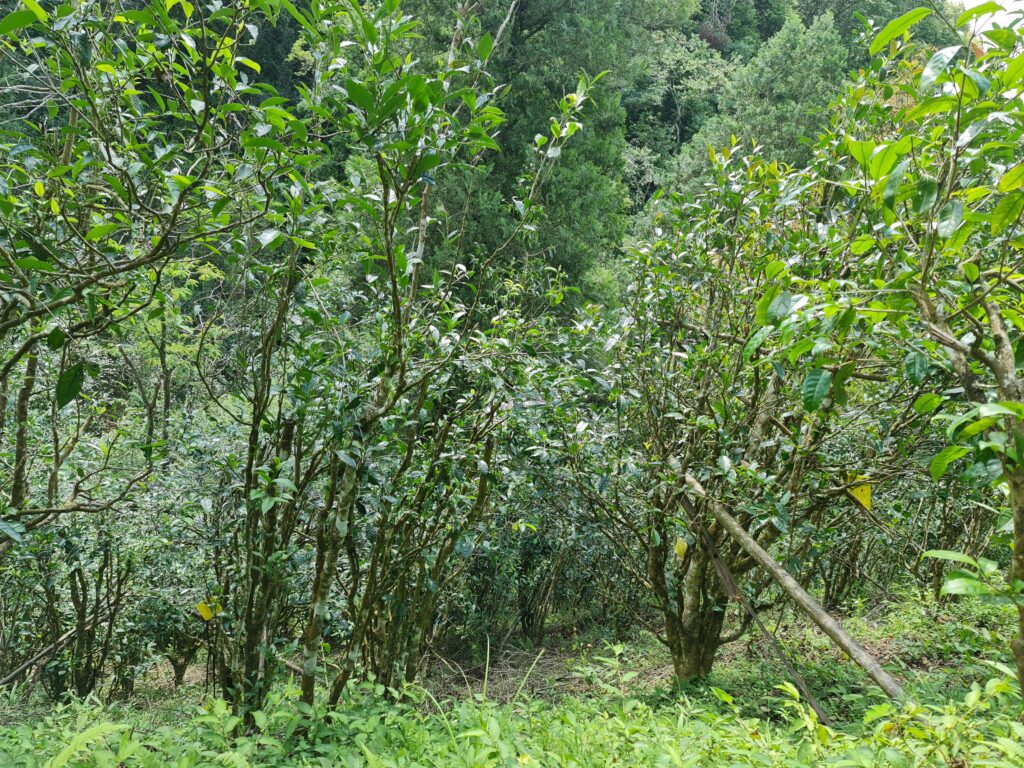 vườn chè shan tuyết ở thôn Điền Phương - Giang Thành - Vân Nam