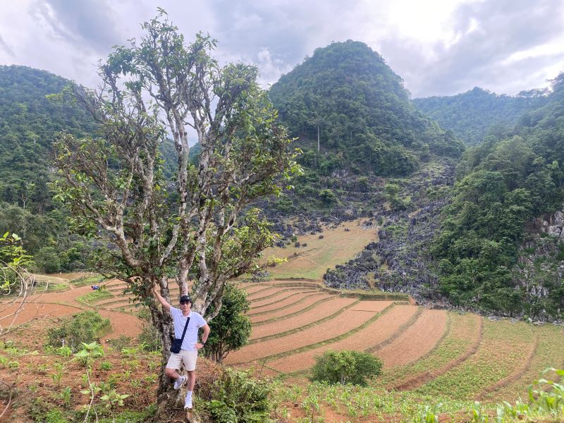 cây chè shan tuyết cổ thụ Tủa Chùa