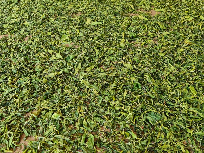 lá chè Shan tuyết cổ thụ Tủa Chùa sau khi xào được rải ra để hạ nhiệt