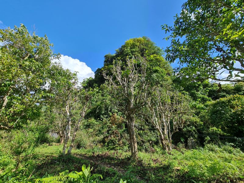 shan tea trees cây chè shan tuyết cổ thụ Tủa Chùa bên núi đá