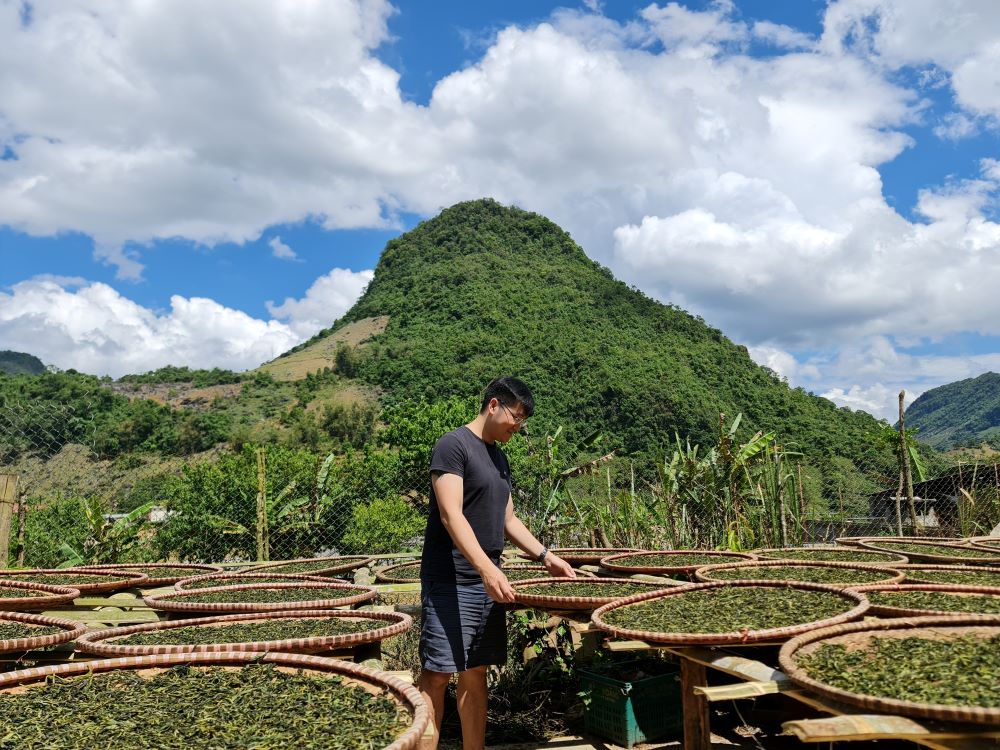 phơi trà Phổ Nhĩ Tủa Chùa