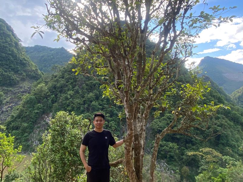 cây chè shan tuyết cổ thụ Tủa Chùa